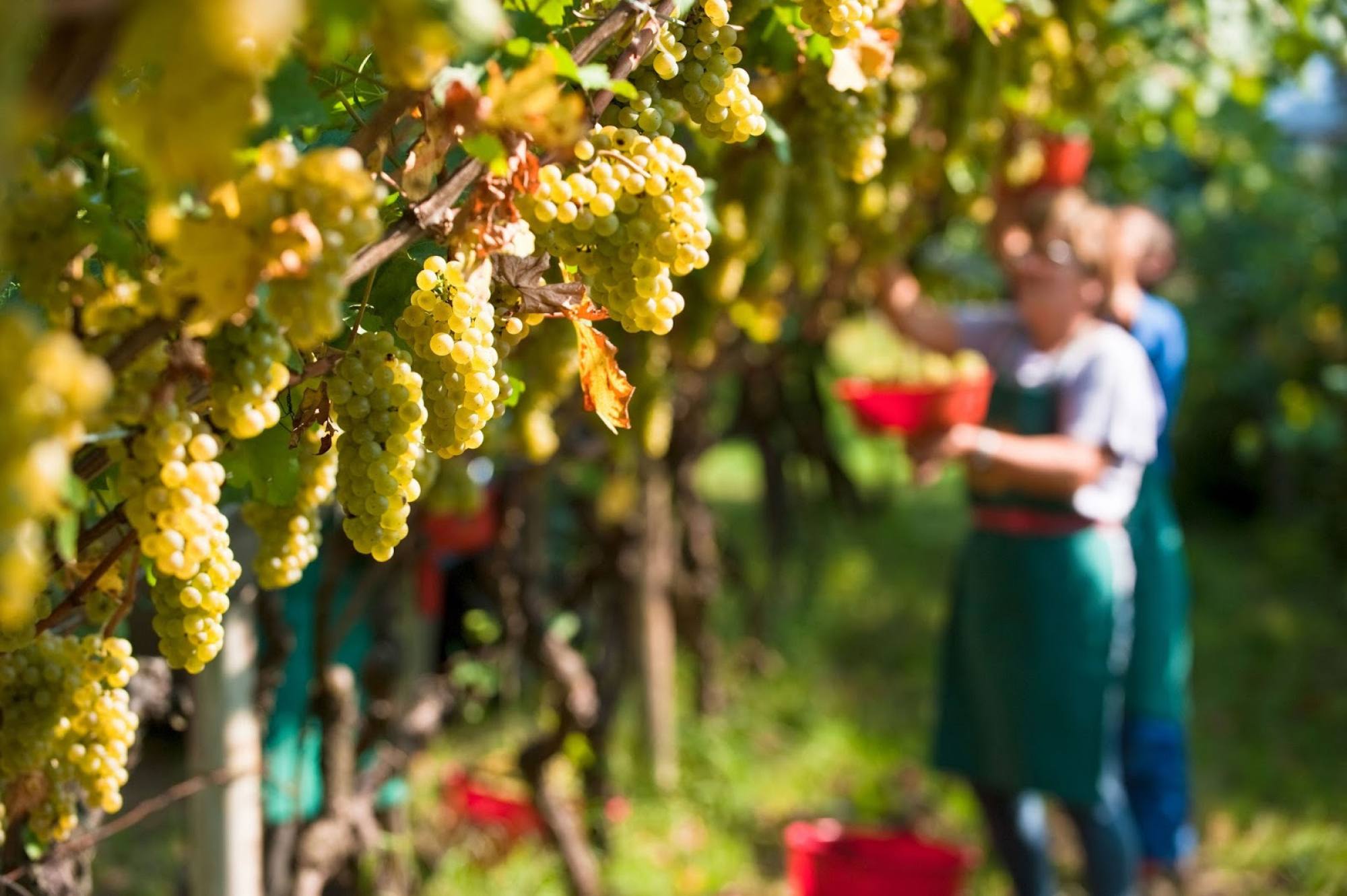 Vendemmia in Valtellina: il 2018 sarà un'ottima annata